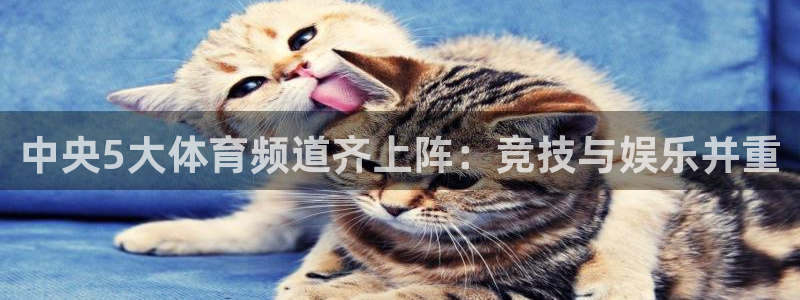 中央5大体育频道齐上阵：竞技与娱乐并重